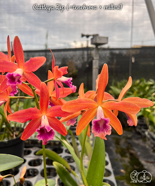 美琪園藝Miki Orchid - 品種詳細頁